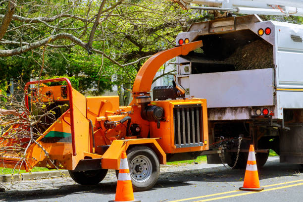 Best Leaf Removal  in Silt, CO
