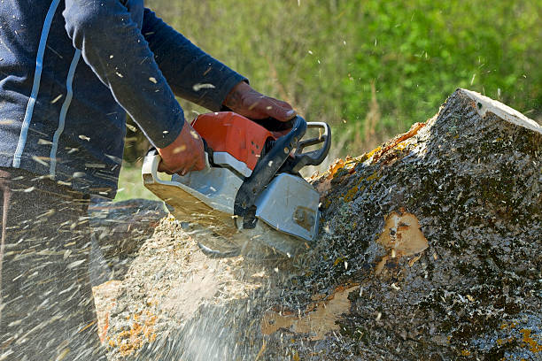 Best Emergency Tree Removal  in Silt, CO
